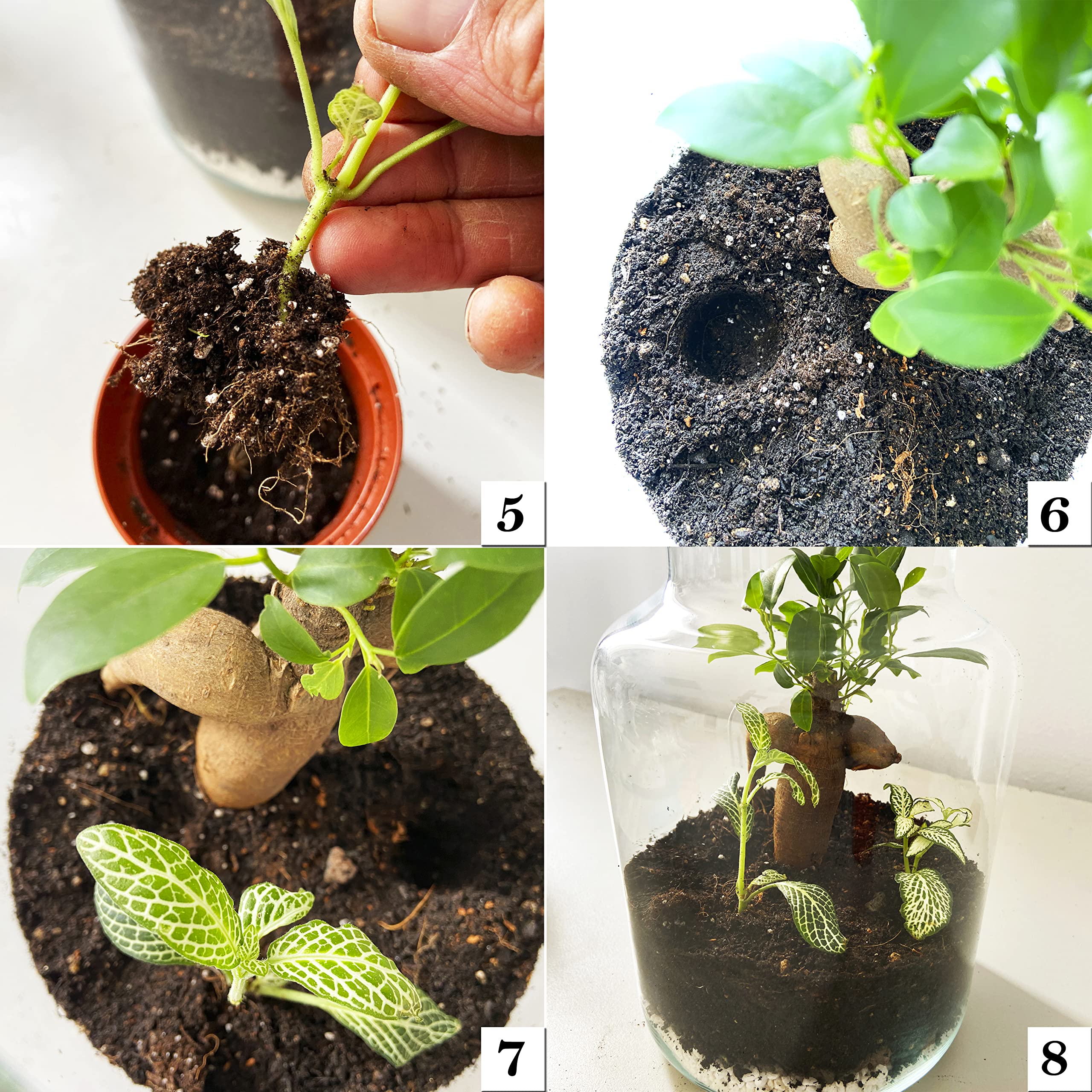 Kit Terrario Plantas DIY sin Plantas Naturales - Botella de Vidrio con Tapa de Corcho, Sustrato Natural, Piedras Blancas y Piedras Volcánicas - Jardín en Botella Decorativo para Interior