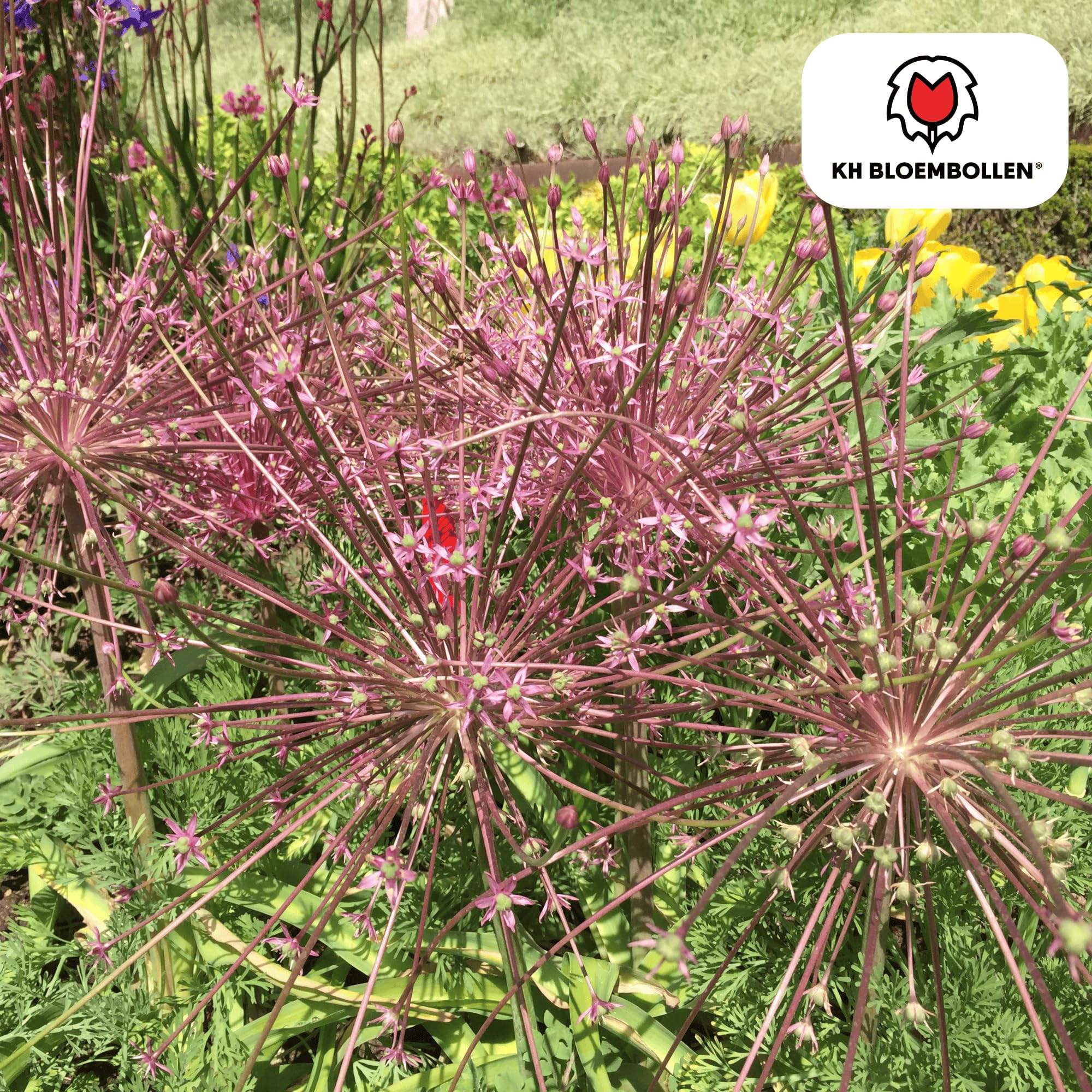 Allium Schubertii wąż ozdobny, cebulki kwiatowe do ogrodu, 5 sztuk
