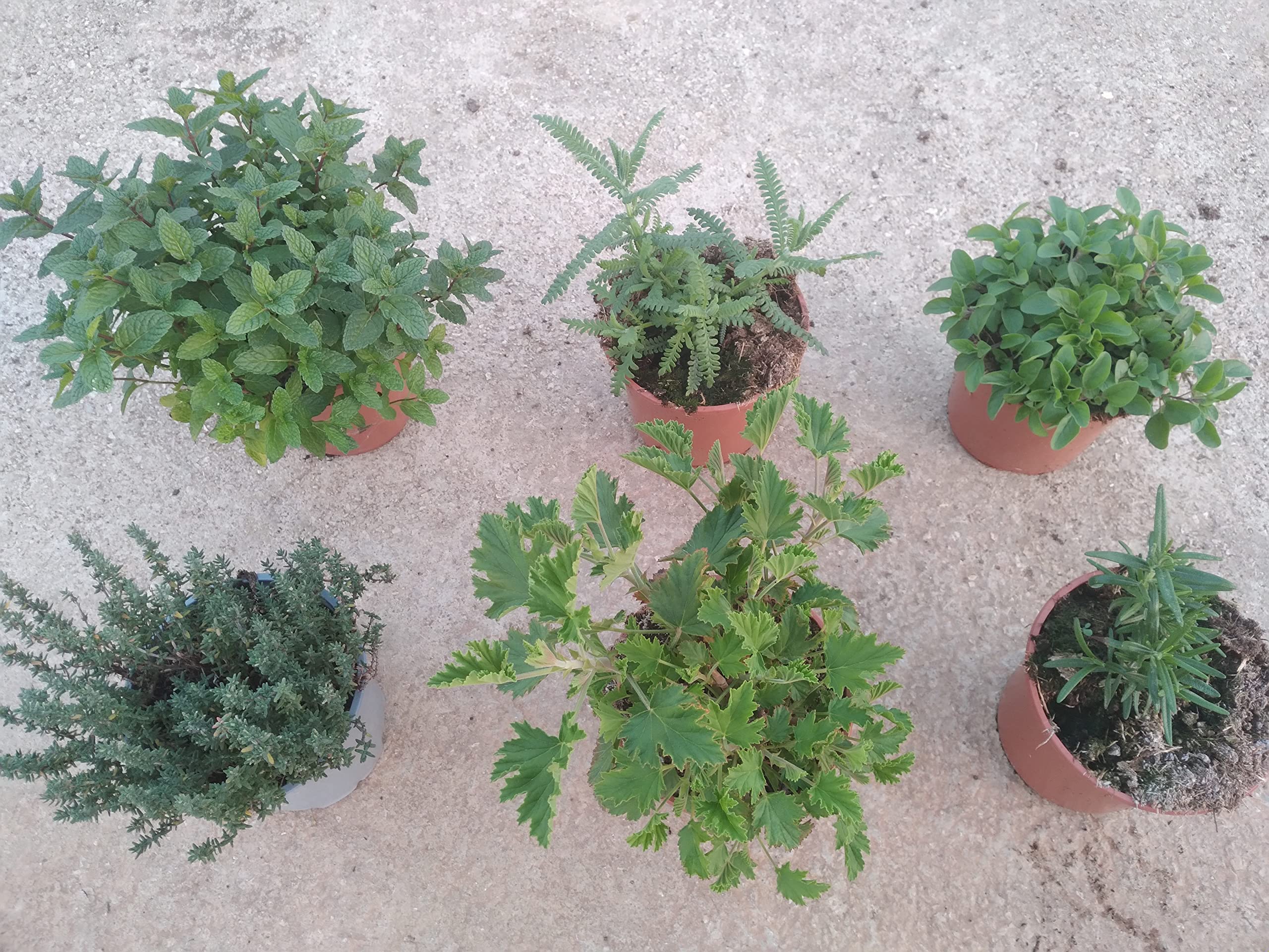 Pack 6 plantas aromáticas - Maceta de 13 cm - Planta viva
