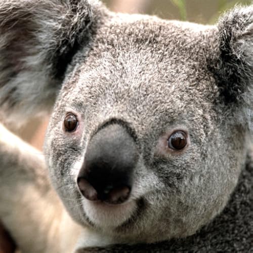 CBCStoreA&Q - //medicalbooks.filipinodoctors.org