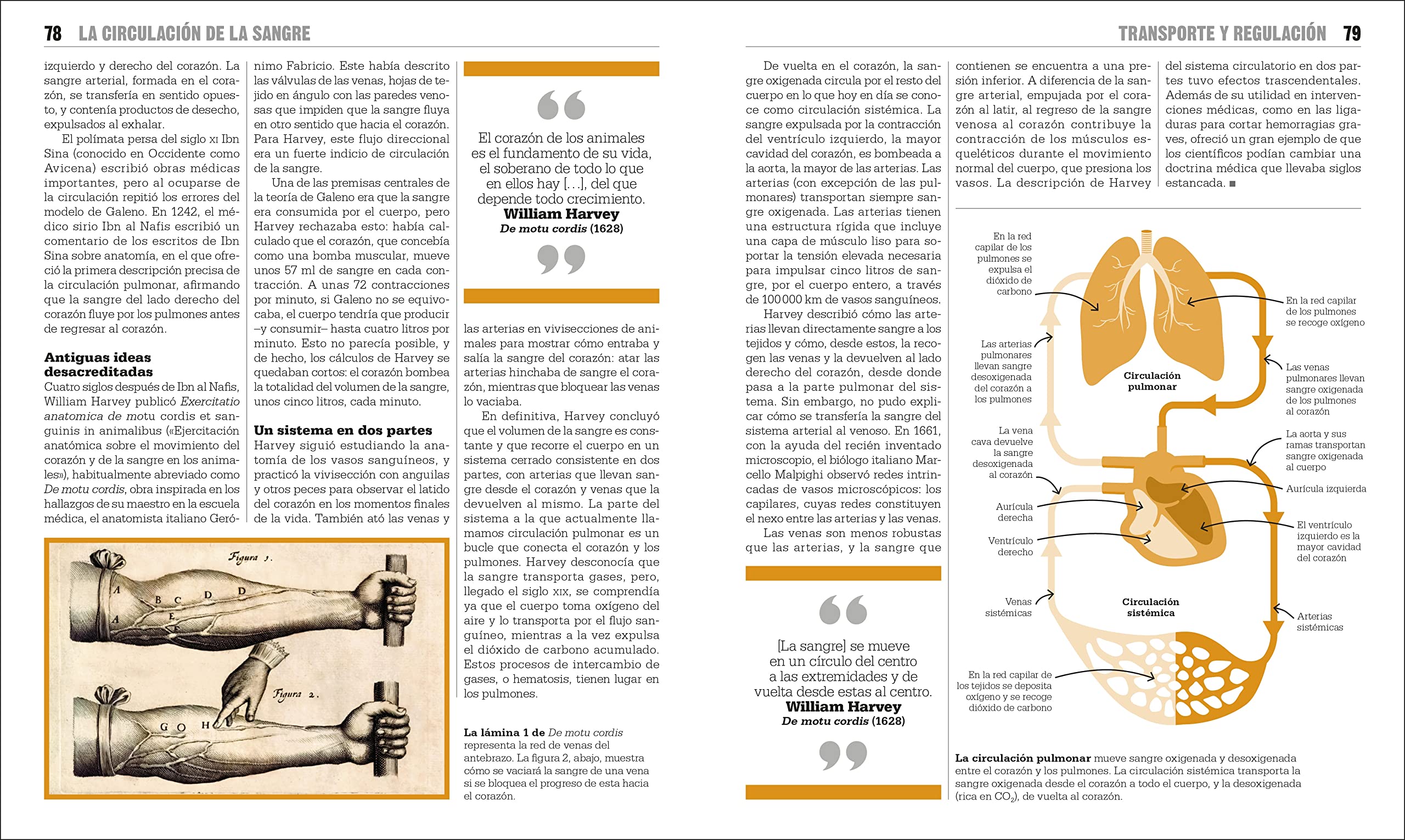 El libro de la biologia (The Biology Book) (DK Big Ideas) (Spanish Edition) - Image 6