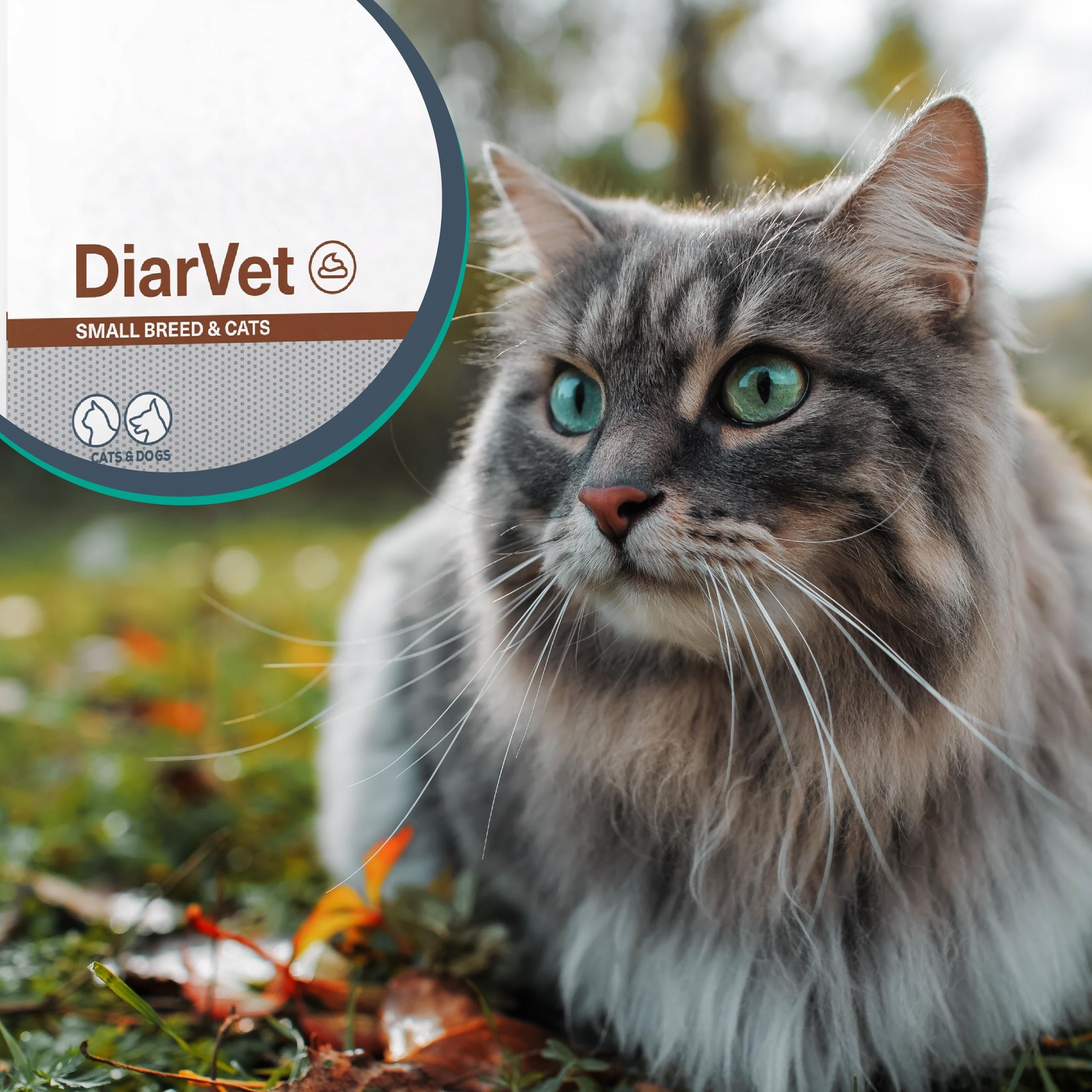 DIARVET SMALL BREED&CATS - w ostrej biegunce dla małych psów i kotów 6szt