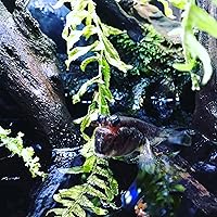 Vista 4 de Seachem Prime - Acondicionador para agua dulce y salada - Removedor de químicos y desintoxicante 500 ml