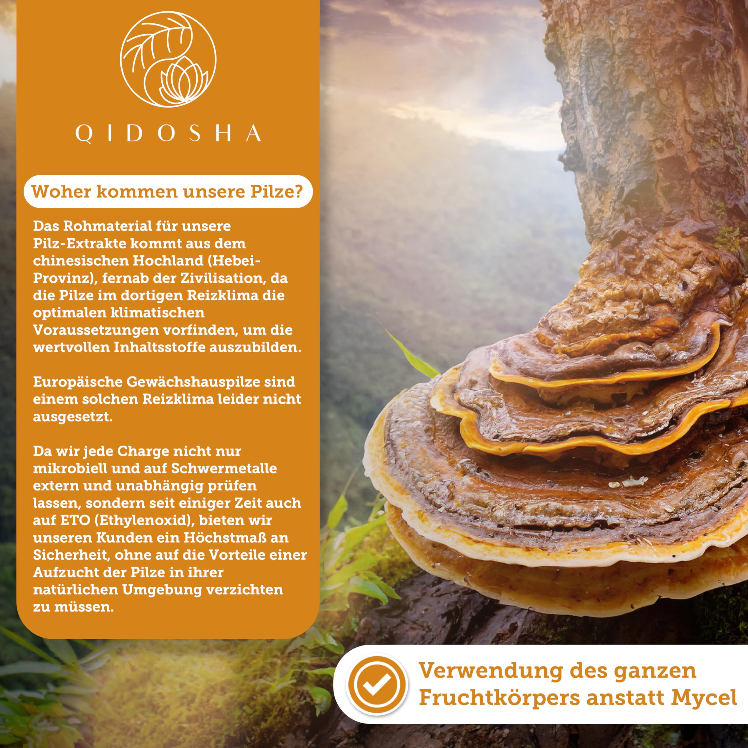 QIDOSHA® Zunderschwamm Extrakt Kapseln, 120 Stk im Apothekerglas, hochreiner Fomes fomentarius Extrakt mit 500mg je Kapsel, davon 50% Pilz-Polysaccharide mit mindestens 5% Beta-Glucanen, dt Fertigung