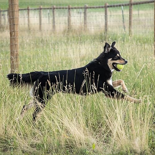 Miniatura 9 de Suplemento de articulación para perros de InClover Connectin - Suplemento de ayuda para la movilidad de las articulaciones y caderas resultados