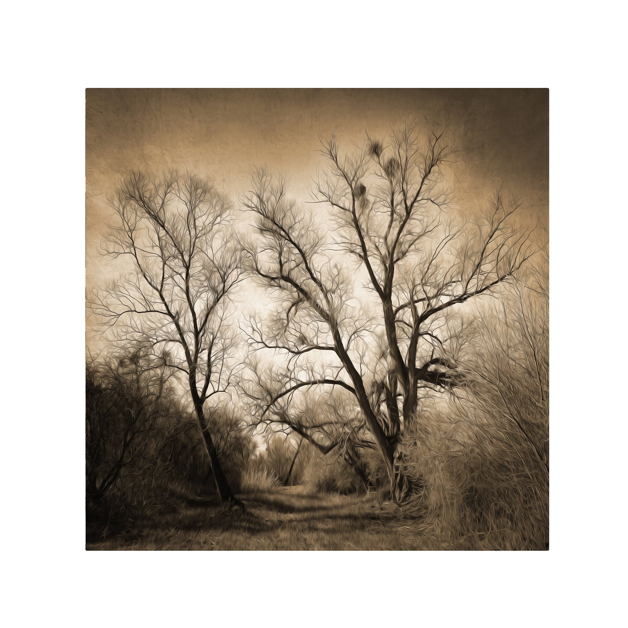 Trademark Fine Art Sepia Ghost Canvas Wall Art by Philippe Sainte-Laudy 24 by 24-Inch