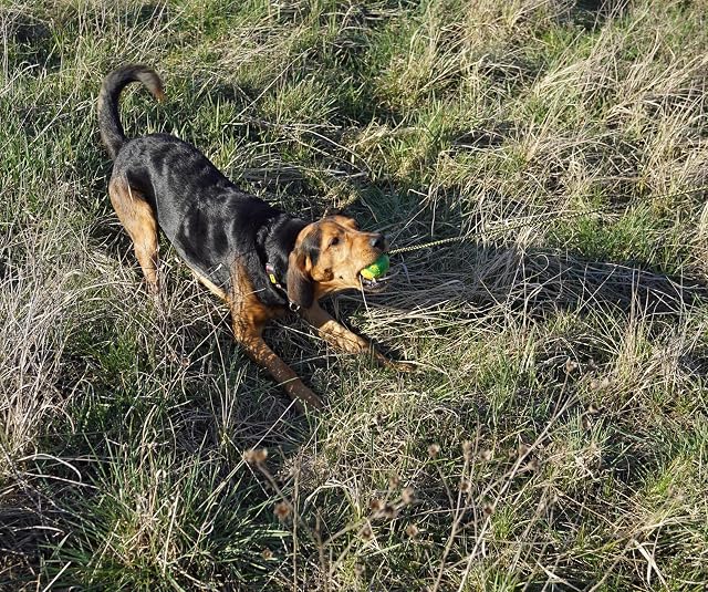 Foto 3 de 8 de Pelota para Perro Dingo Smooth - Totalmente rellena de Goma, con Cuerda de 60 cm