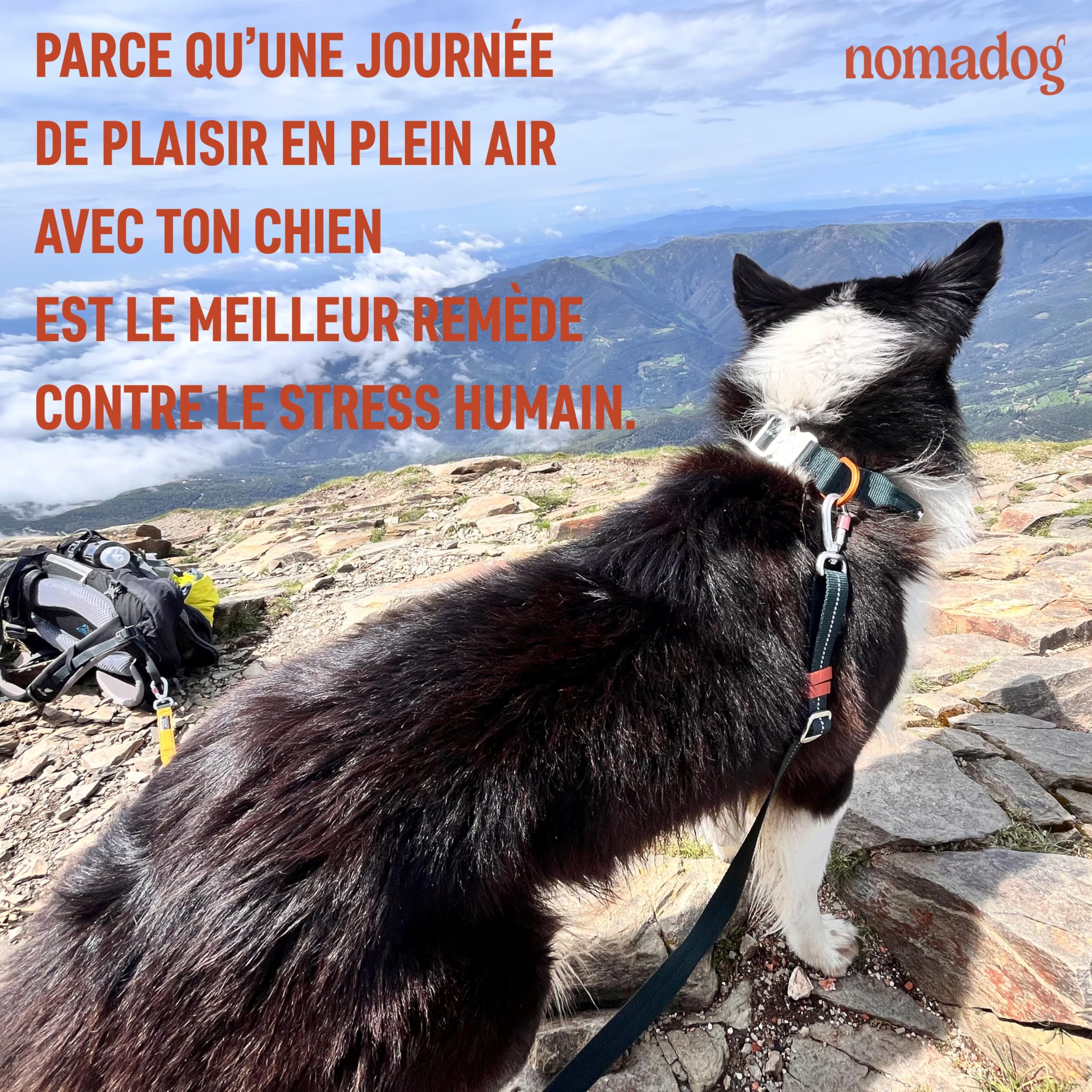 Nomadog Trailblazer Collier Chien avec Poignée pour Gros Chien - Durable, Réglable, Rembourré, Boucle en Aluminium Premium - Collier Tactique (XL)