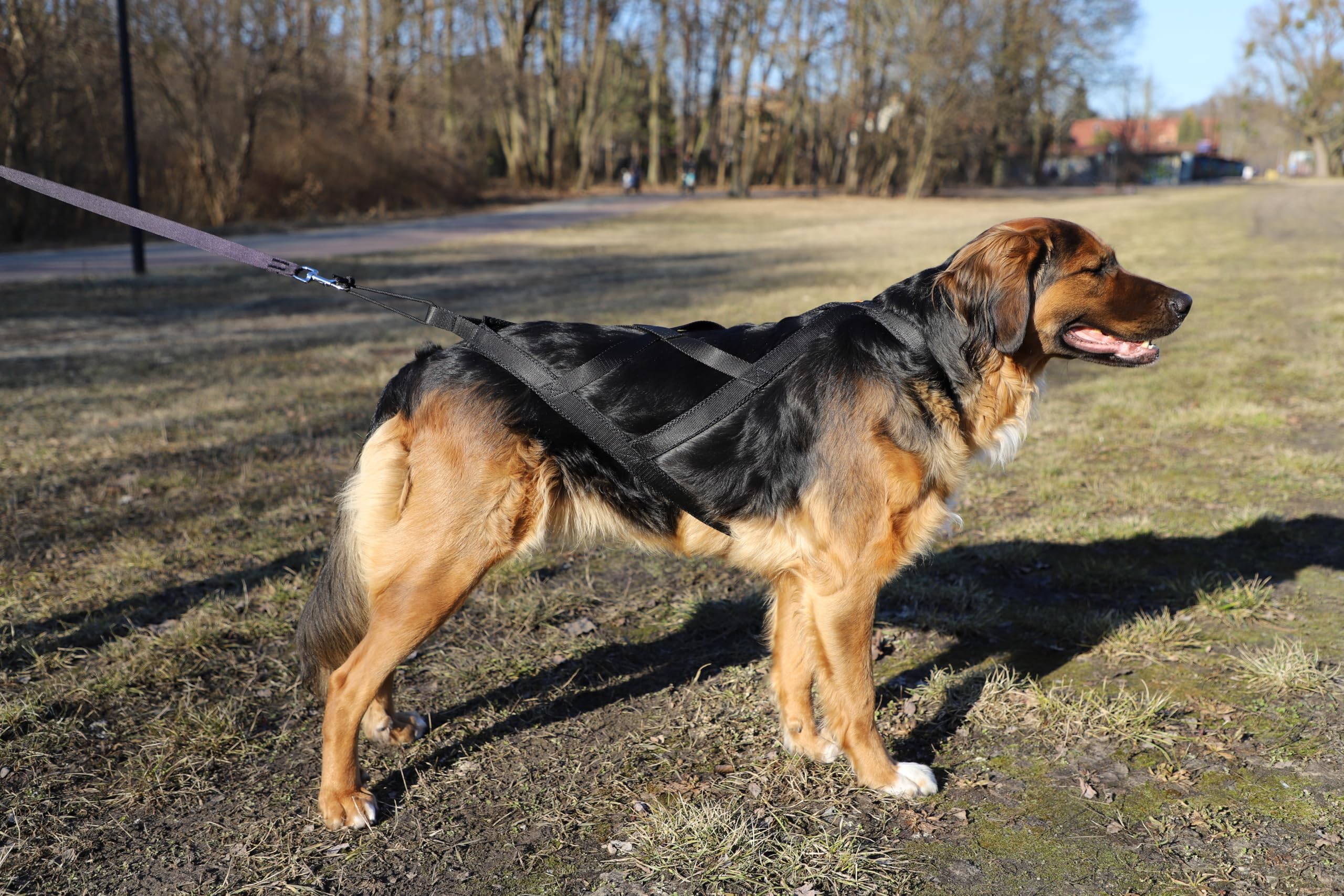 Dingo Hundegeschirre Sled Farbe Schwarz Zuggeschirr Canicross Bike-Ski-Jöring Training Dogtrekking Große XXL15068