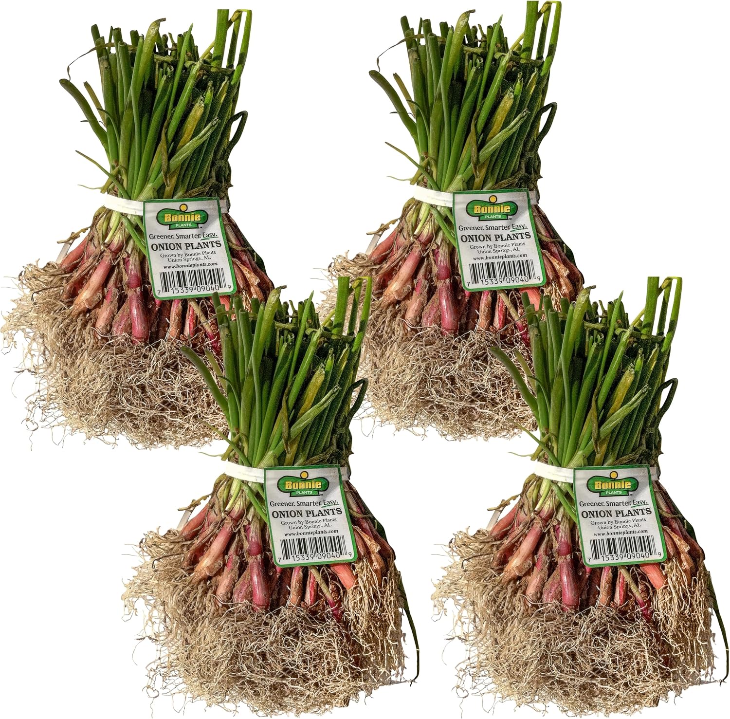 Bonnie Plants Red Zepplin Onion, Live Plant, Onion Set, Long-Day Sweet Onion Ideal for Raised Beds and In-Ground Gardens, 4-Pack