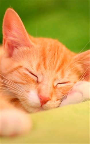 Southport Pet Hospital App