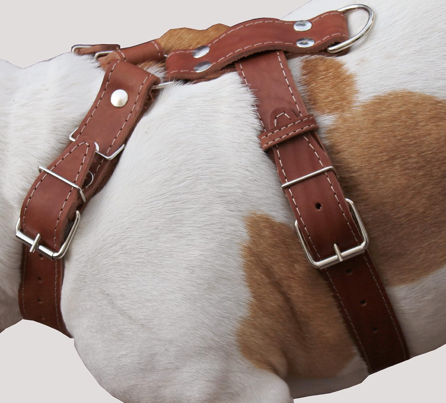 Dogs My Love Brown Genuine Leather Dog Harness, Large to XLarge. 35"-39" Chest, 1.5" Wide Straps, Great Dane Cane Corso