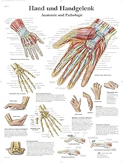 3B Scientific – Laminierte Hand & Handgelenk Tafel – Anatomie & Pathologie – UV- & Staubgeschütztes Poster für Studium, Lehre & Kliniken