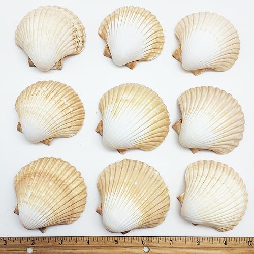 Miniatura 8 de Conchas marinas Pepperlonely, vieiras de diferentes tamaños