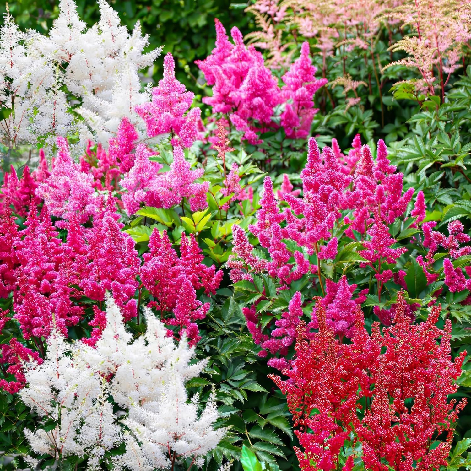 Astilbe Perenni - Mix Di 5 Varietà, 10 Radici, Resistenti Al Freddo, Per Giardino E Balcone - Foto 7