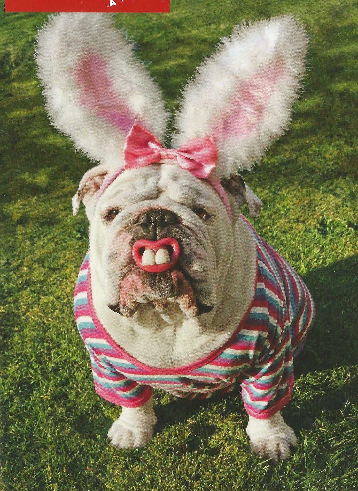 Dog with Bunny Teeth Funny Bulldog Easter Card