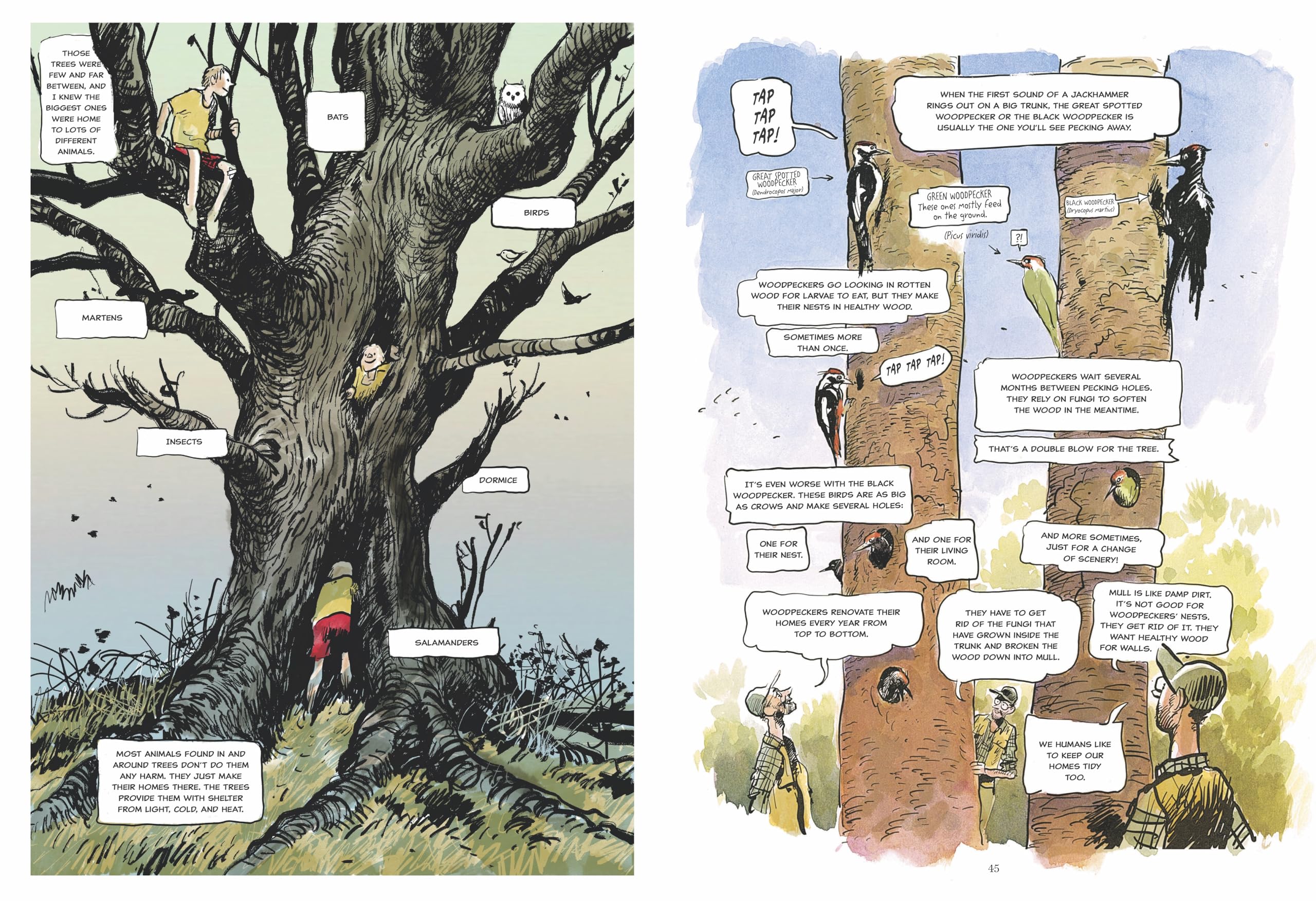 The Hidden Life of Trees: A Graphic Adaptation: (Of the International Bestseller)