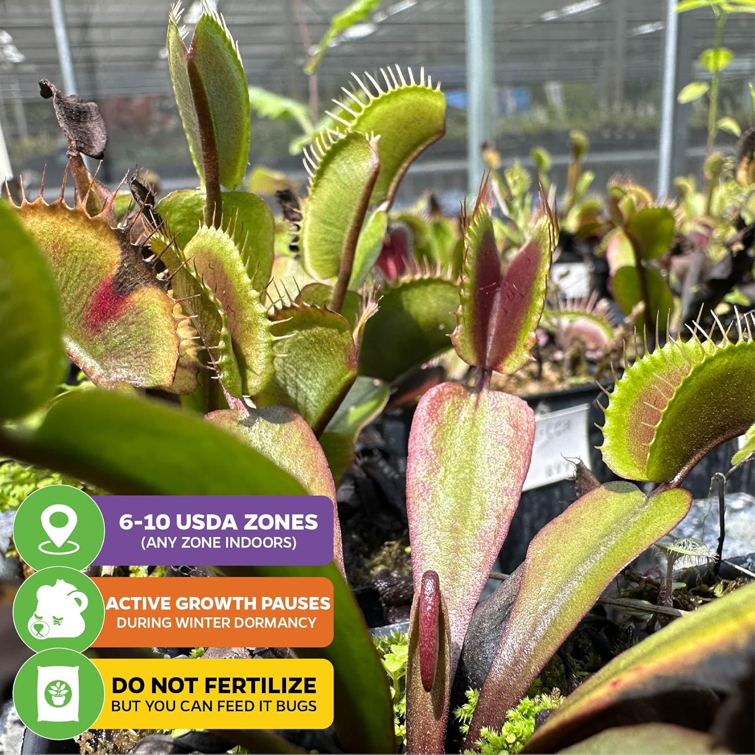Akai Ryu Venus Fly Trap (Red Dragon) Live Plant - Dionaea muscipula by Wellspring Gardens - Unique Plant - Red Trap Plant - Rare Starter Plant (2-Pack)
