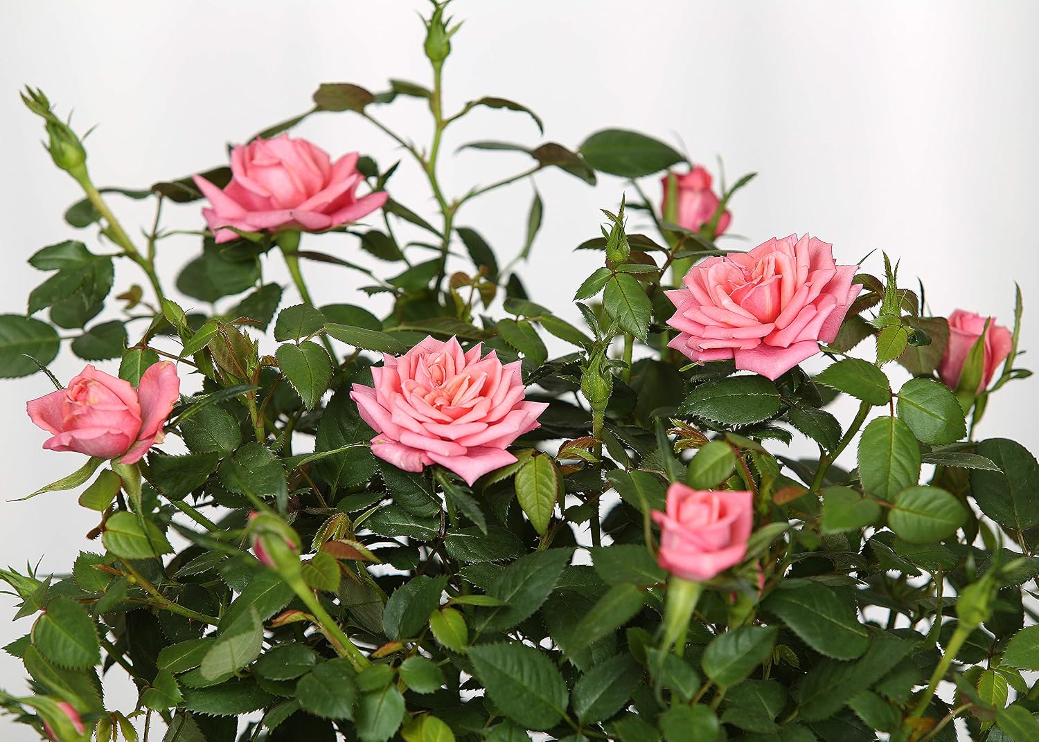 Mini Rosa Sp Mini rosa rosa viva de 6″ en maceta de cultivo de plástico de 6″ – Yaxa ...