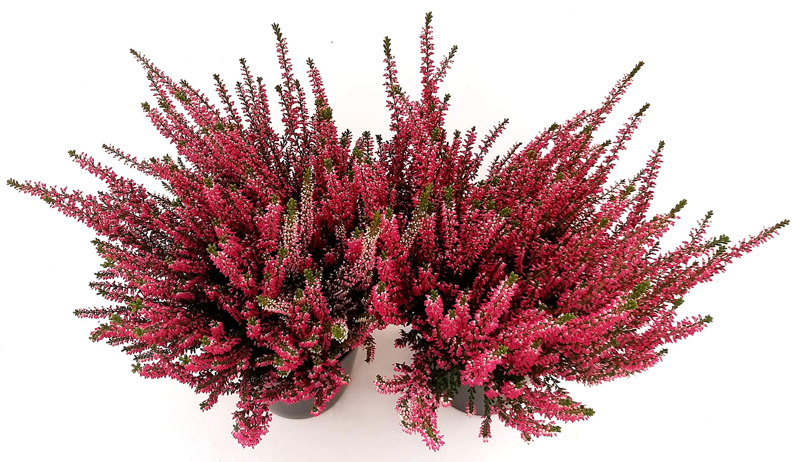 POWERS TO FLOWERS - ERICA CALLUNA STRISCIANTE TRIS, RASTA, 3 PIANTE, VASO 13CM DIAMETRO, piante vere - Powers to flowers - piante e fiori