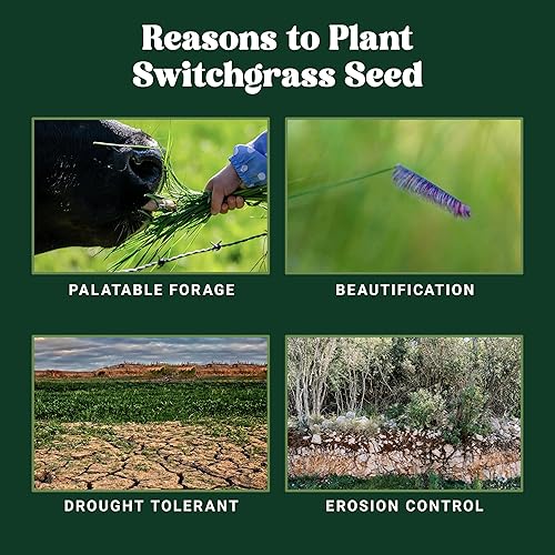 Miniatura 5 de Blue Grama (1 libra)