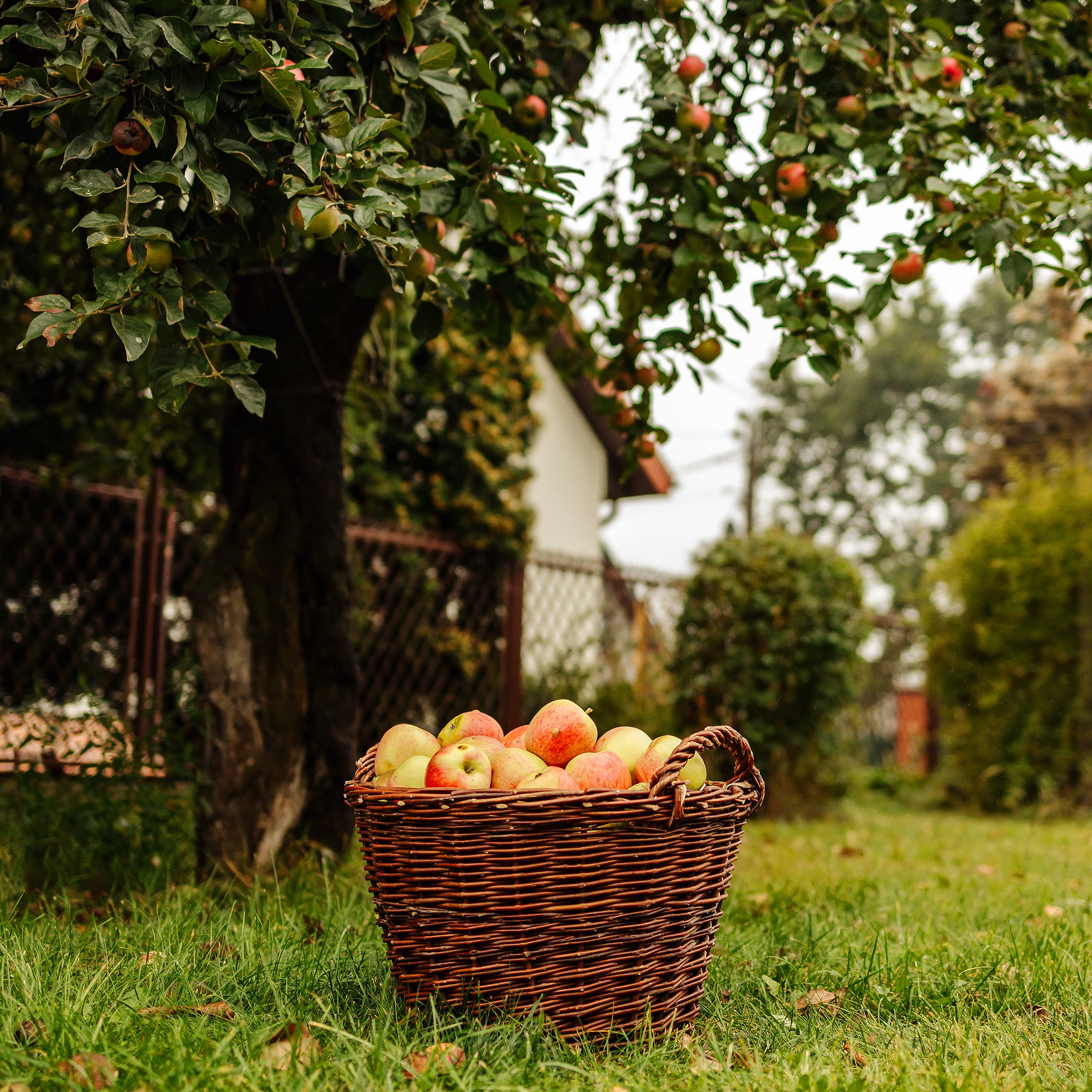 Creative Home Panier à Bois en Osier avec Poignées | Grand ø 45 cm | Marron foncé | Tissé à la main | Panier de Cheminée Panier Cadeau | Polyvalent et Durable