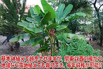 木熟可、210㎝巨大苗◇黄金バナナ、低木耐寒耐病強で初心者向◇追熟 木熟可、210㎝巨大苗◇黄金バナナ、低木耐寒耐病強で初心者向◇追熟