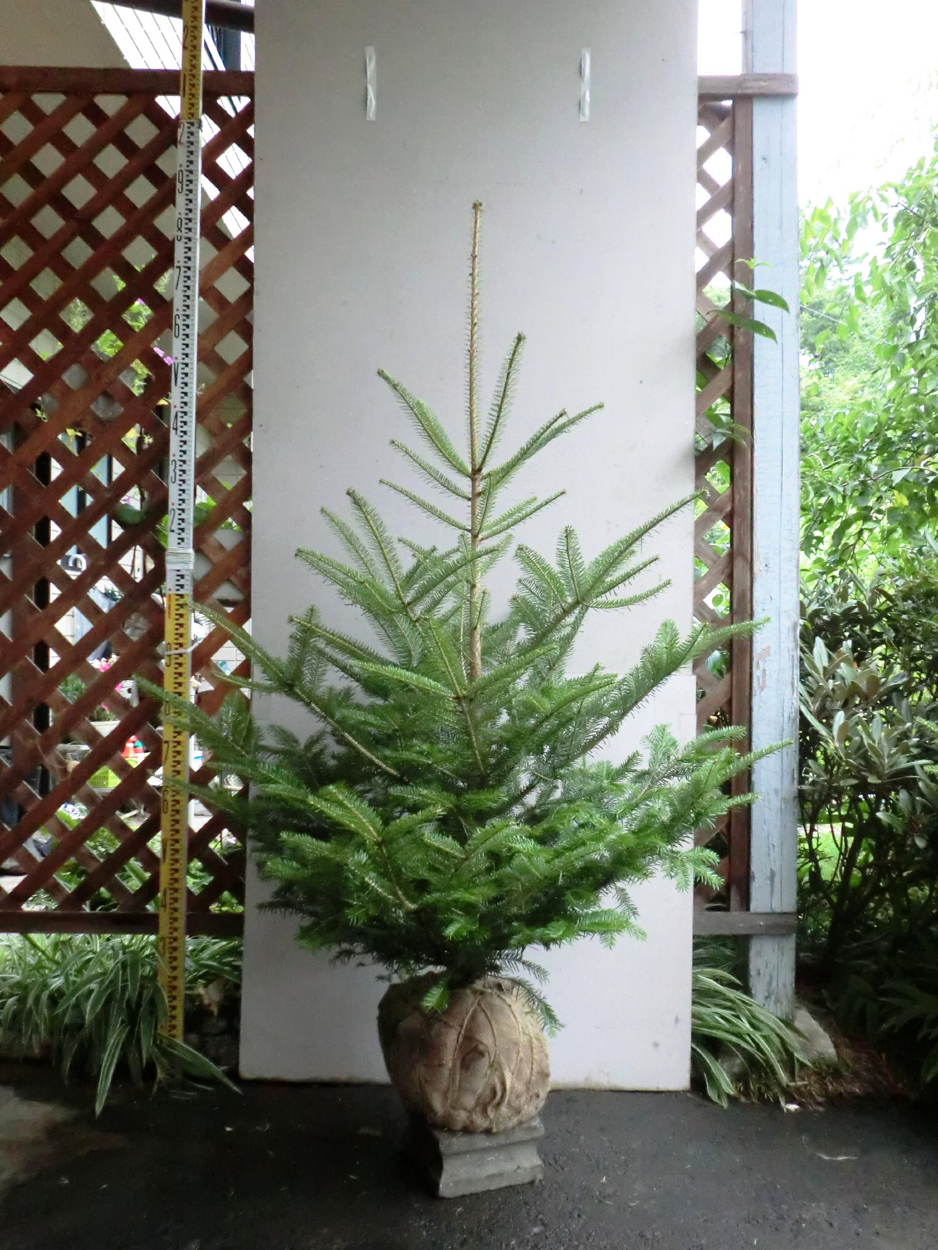 Amazon.co.jp: 群馬県産 モミノキ 樹高1.2～1.3m 本物のクリスマス 