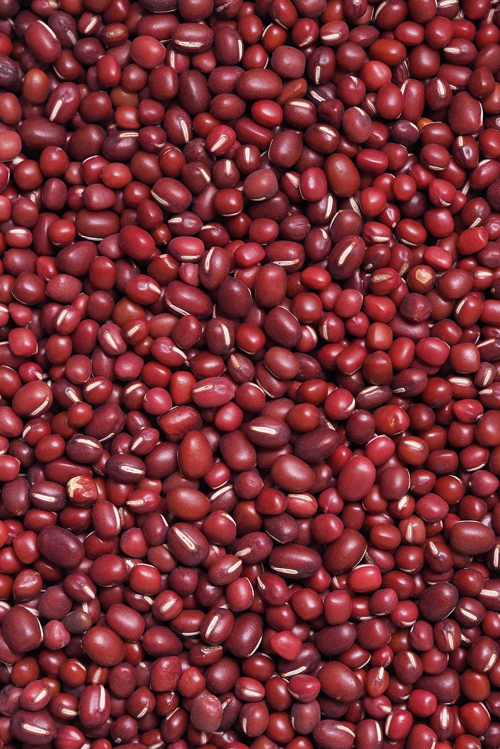 Kamelur Bio Azukibohnen getrocknet (2,5kg) Hülsenfrüchte Bio ohne jegliche Zusätze