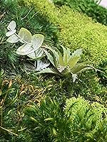 Vista 4 de Luxury Round Framed with Light Green Moss Art Luxury Vertical Garden Wall Designed Home Decor Office Commercial