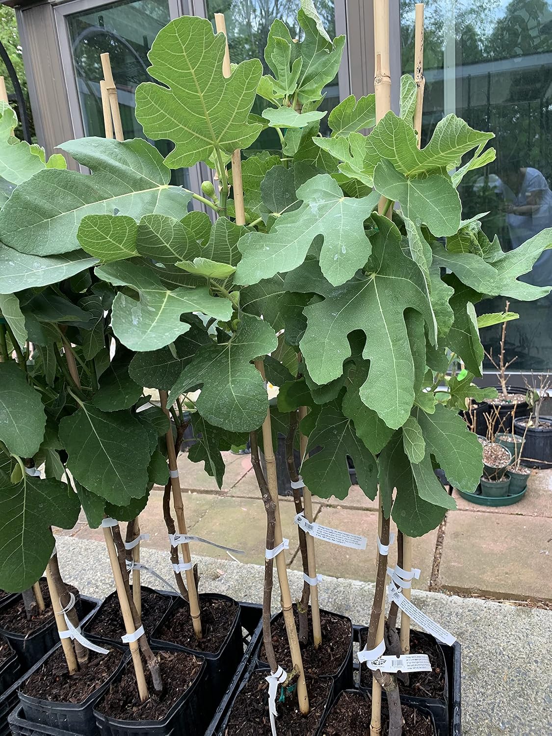 Chicago Hardy Fig Fruit Tree Premium Size