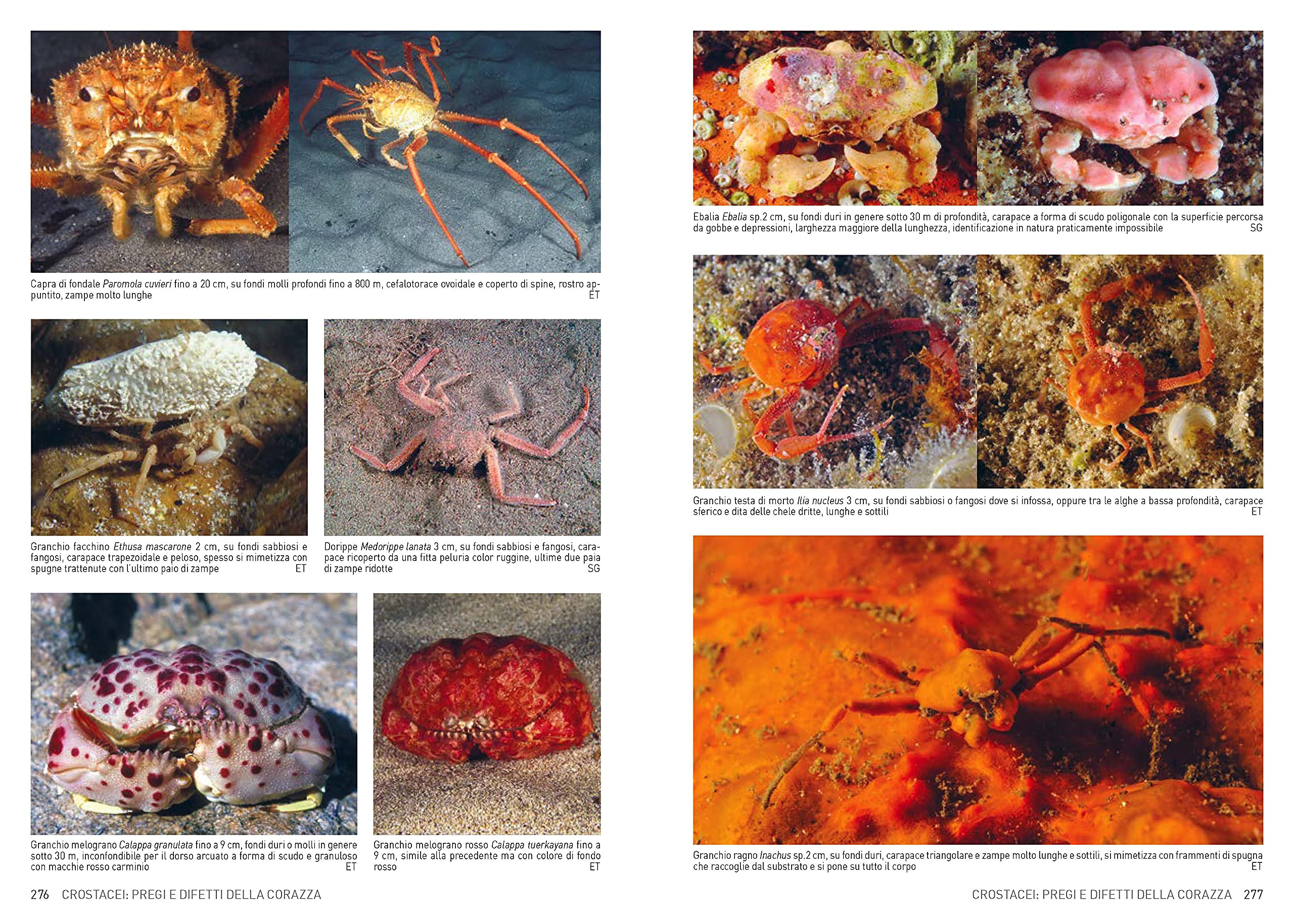 Atlante di flora e fauna del Mediterraneo. Guida alla biodiversità degli ambienti marini. Ediz. a colori