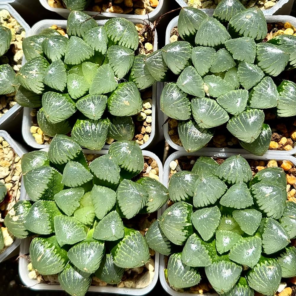 専用 丸葉ピクタ錦+ジェリーフィッシュ錦 Amazon｜多肉植物 ハオルチア ハオルシア ジェリーフィッシュ