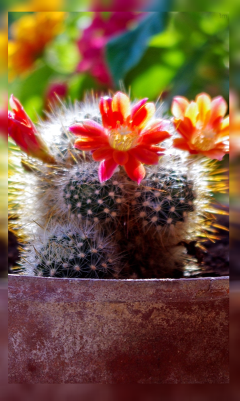 4K Cactus wallpaper HD - App on Amazon Appstore