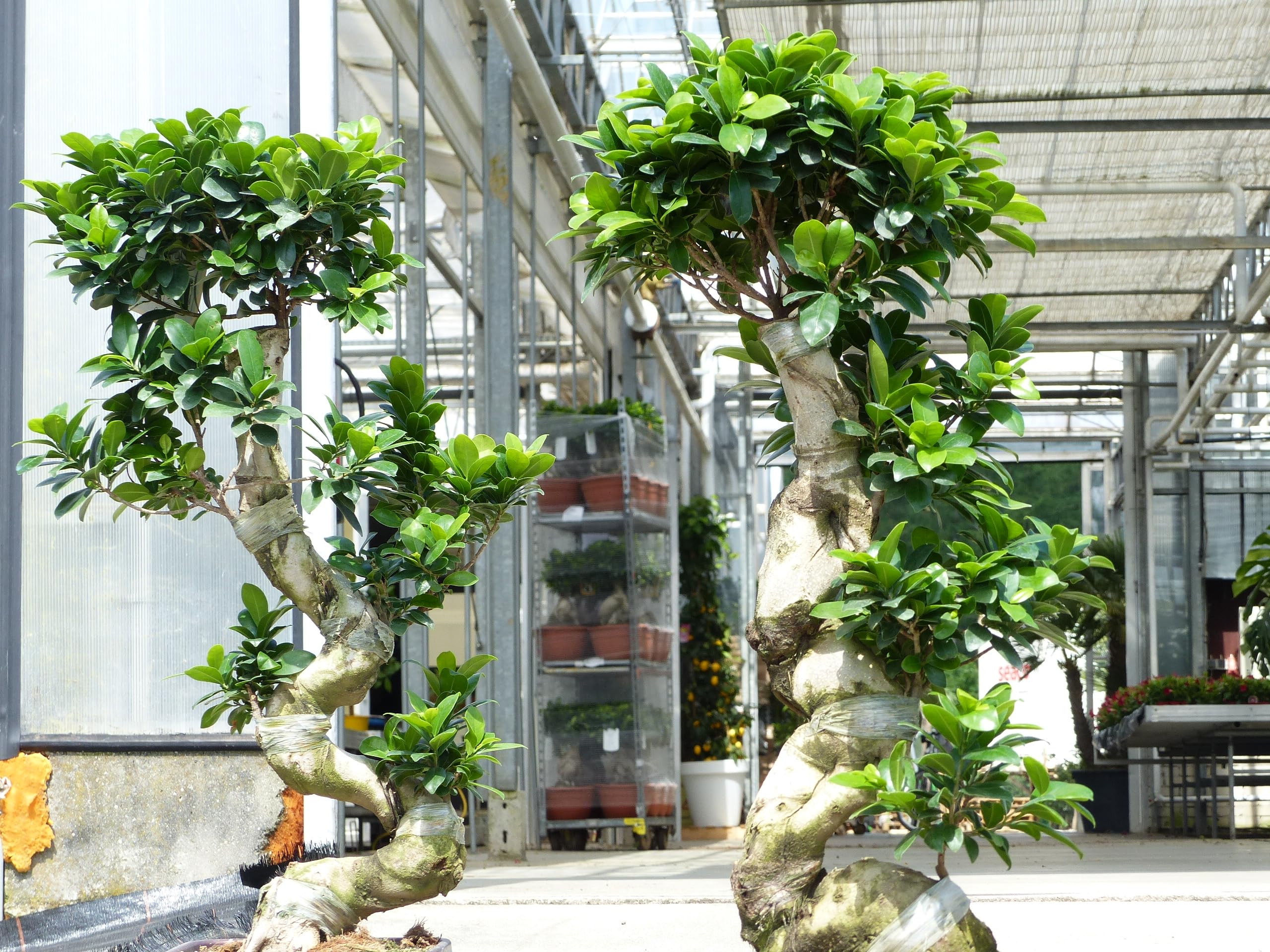gruenwaren jakubik Ficus Ginseng Bonsai 100-110 cm Feng Shui Zimmerpflanze  in Bonsaischale : Amazon.de: Garten