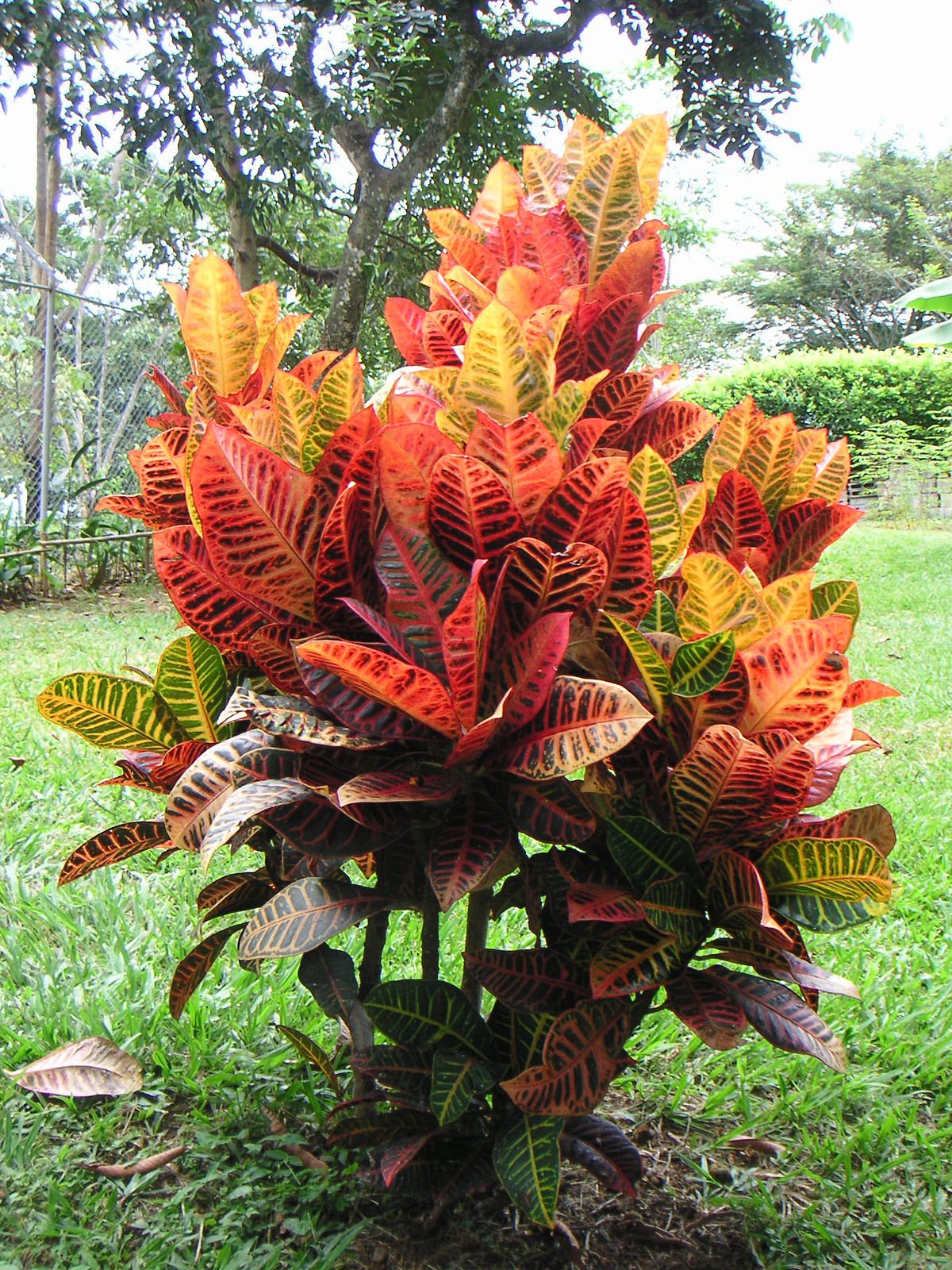 See full amazon price history chart for InGreen Croton Indoor Live Plant || Petra || For Home decoration & Natural Air Purification || Pack Of 1. InGreen Croton Indoor Live Plant || Petra || For Home decoration & Natural Air Purification || Pack Of 1. (B09FR22Z9F) Amazon Price History, Amazon Price Tracker