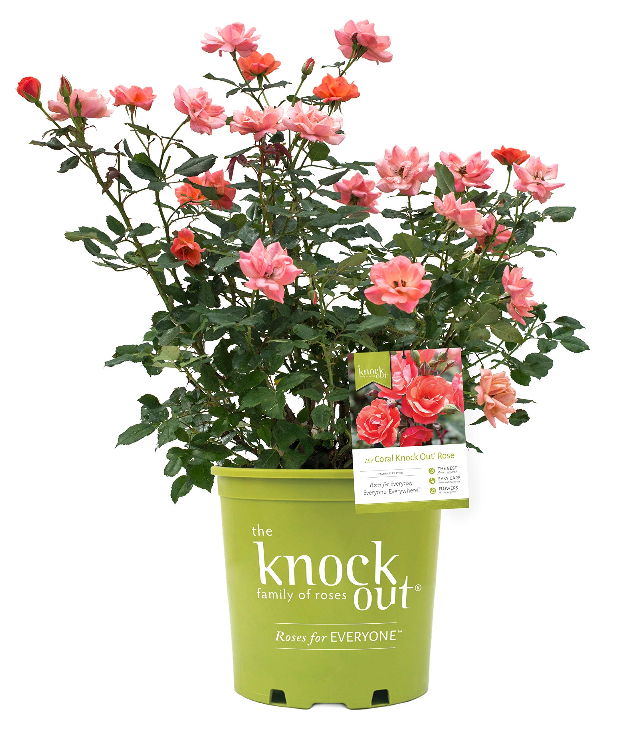 Green Promise Farms Rosa Knock Out (Reblooming) Rose, 3-Size Container, Coral Flowers