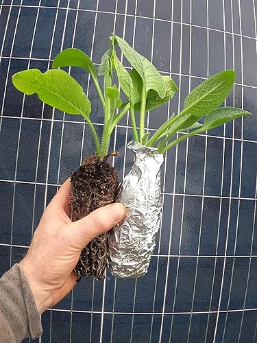 Consuelda - Plantas vivas (Symphytum × uplandicum) - Bocking 4 - Listo para plantar