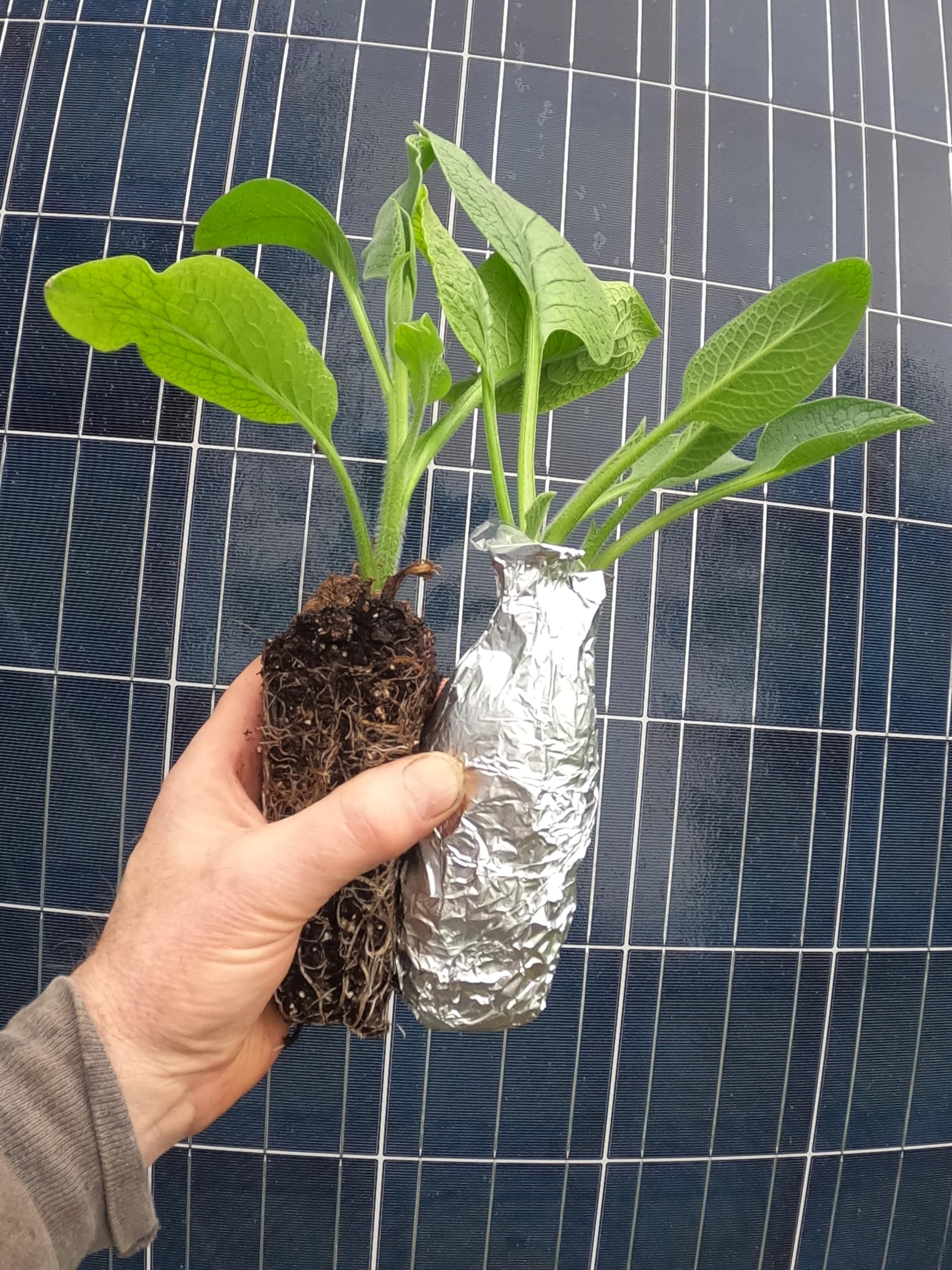 Generic Comfrey - Live Plants (Symphytum x uplandicum) - Bocking 4 - Ready to Plant, Green