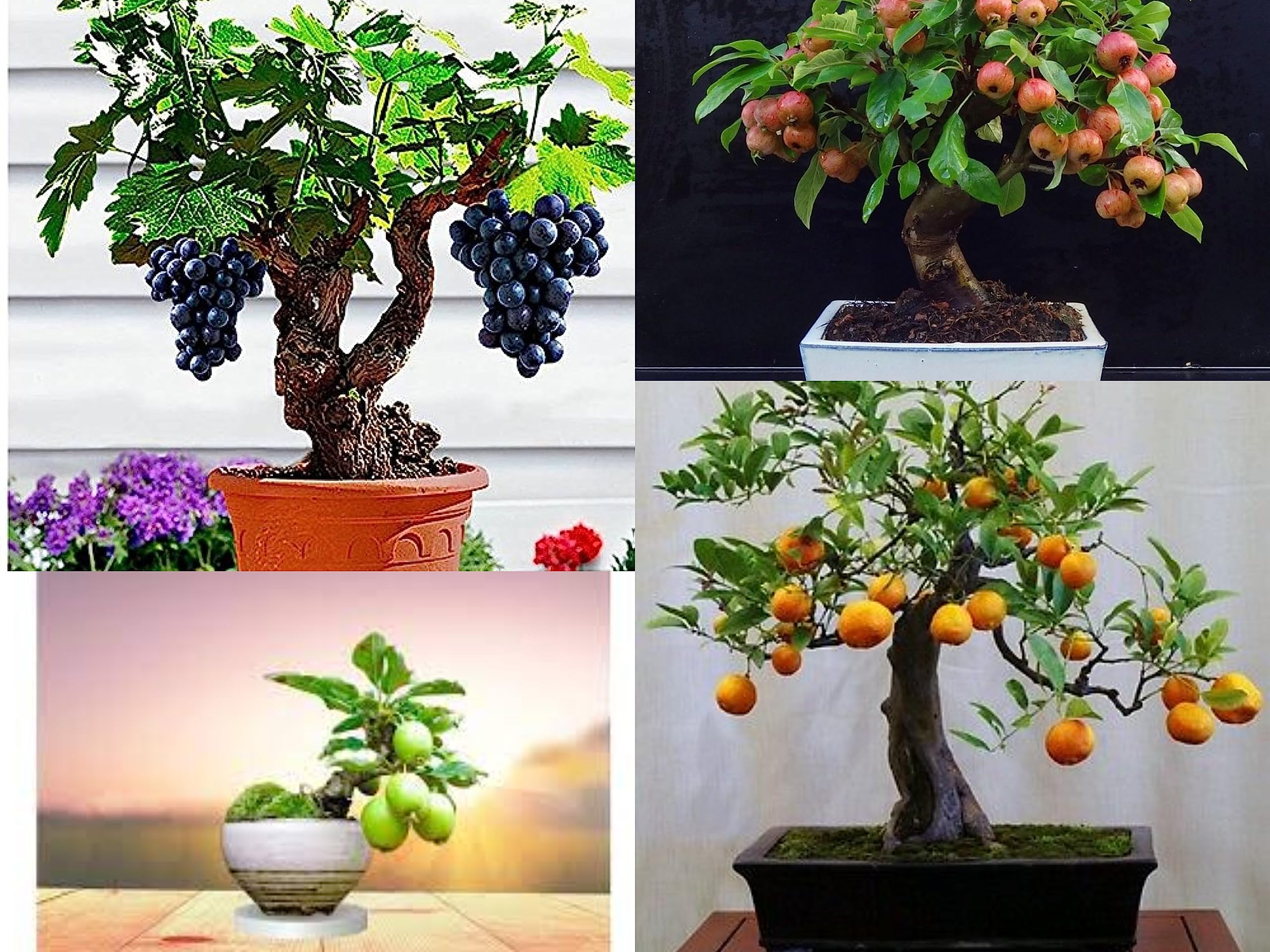 Indoor/Outdoor Sowing All Season Hybrid Dwarf Fruit Organic Seeds Combo Pack Apple, Grape, Guava, Orange 5 seeds Each - Combo Pack (B0C9XDLFSG) Amazon Price History, Amazon Price Tracker