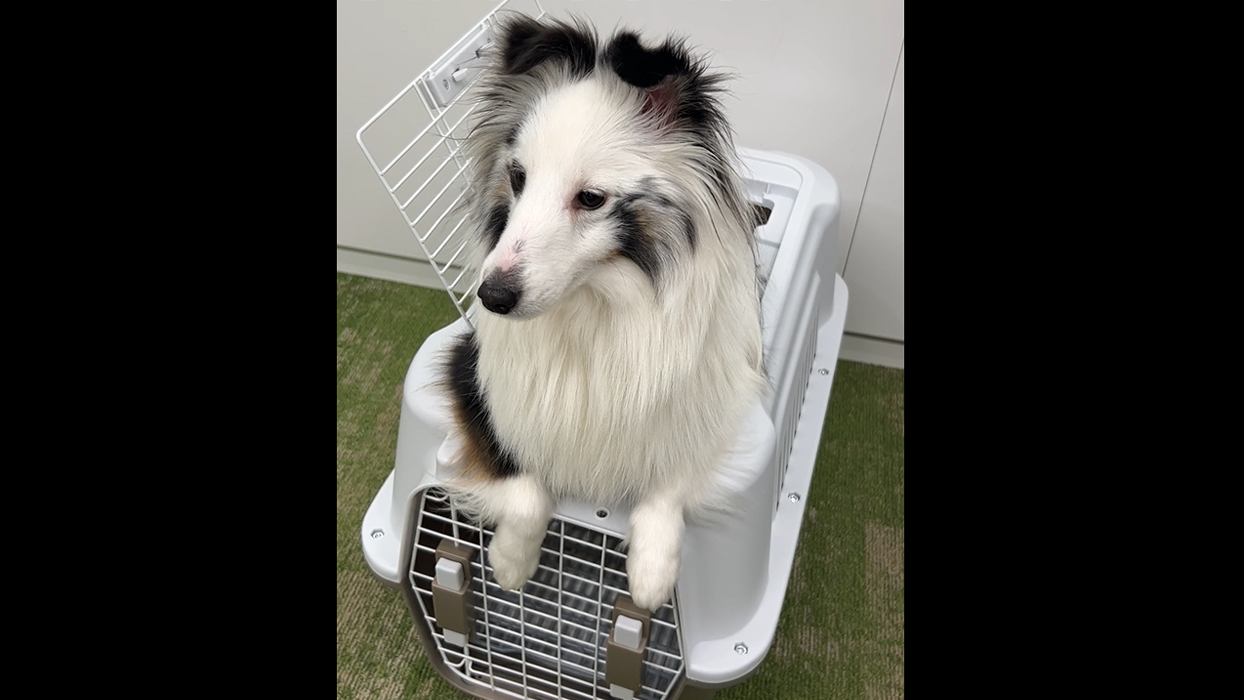 Amazon.co.jp: ペティオ (Petio) 犬猫用キャリー 2ドア タフハウス
