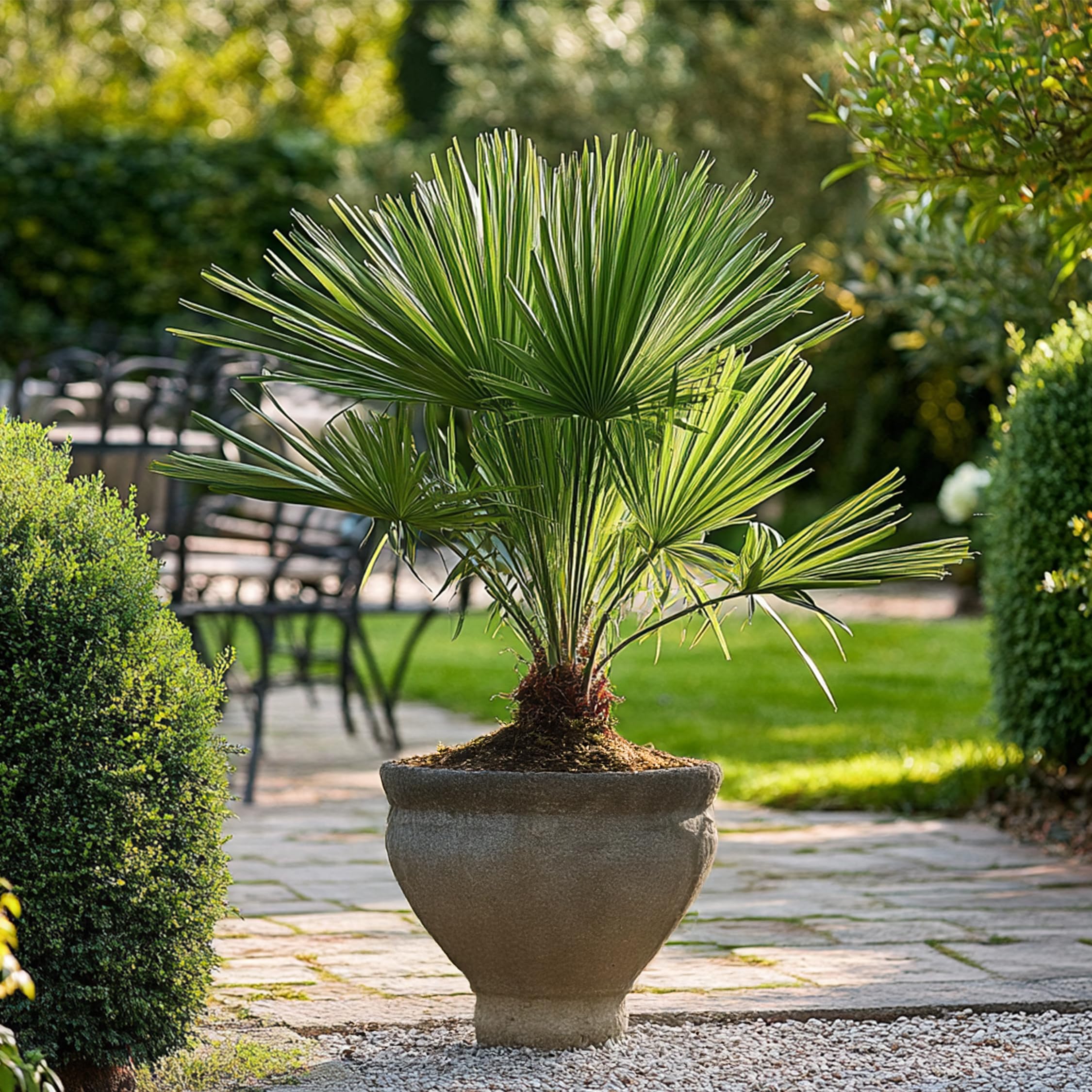 Plant in a Box - Chamaerops Humilis - Palma a ventaglio europea - Resistente - Vaso 15cm - Altezza 50-60cm