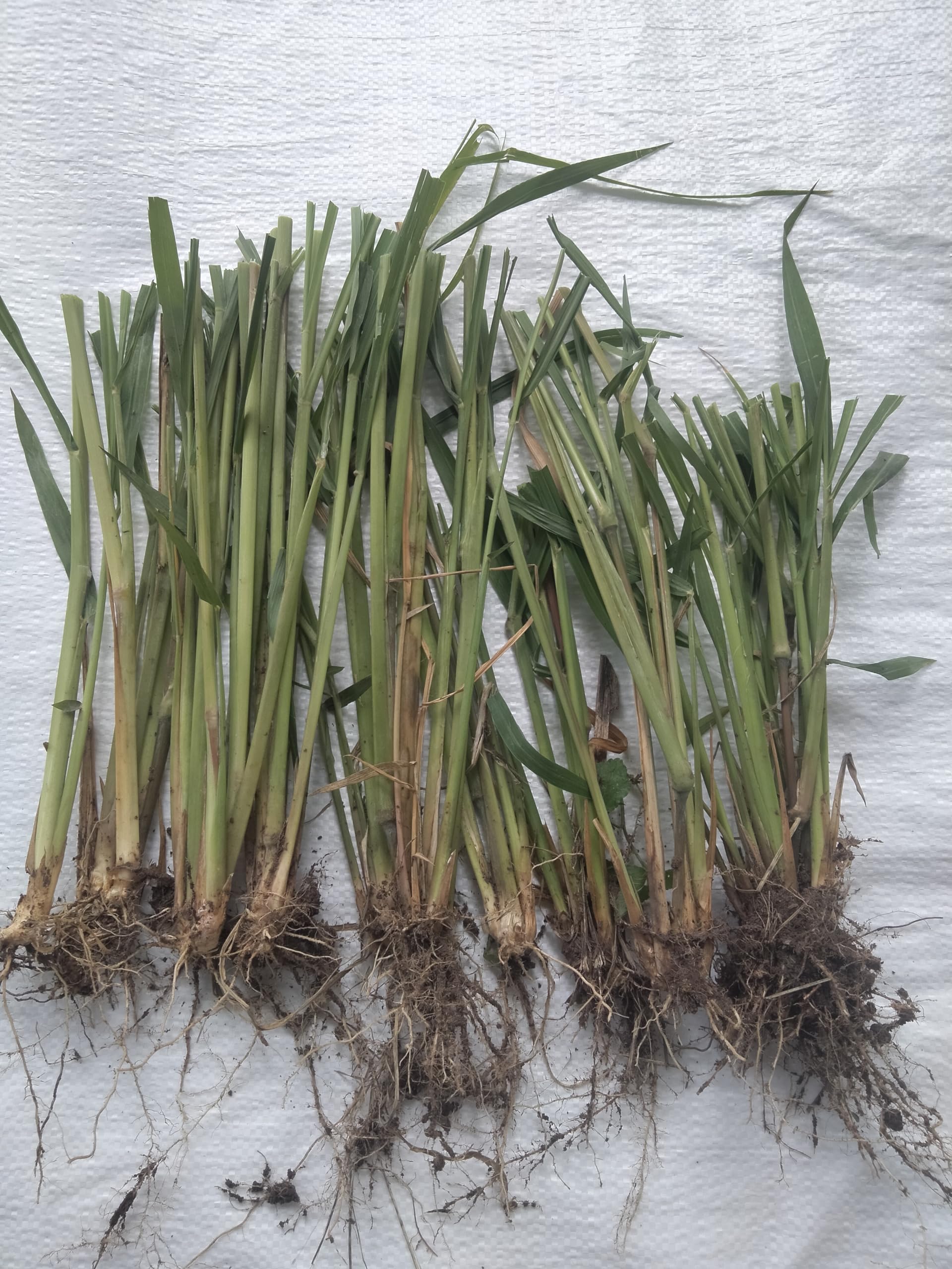 Guinea Grass -CO (GG) 3 Live Root Slips for green fodder cultivation (Fresh 25 Nos Root Slips) (B0CM9N3C87) Amazon Price History, Amazon Price Tracker
