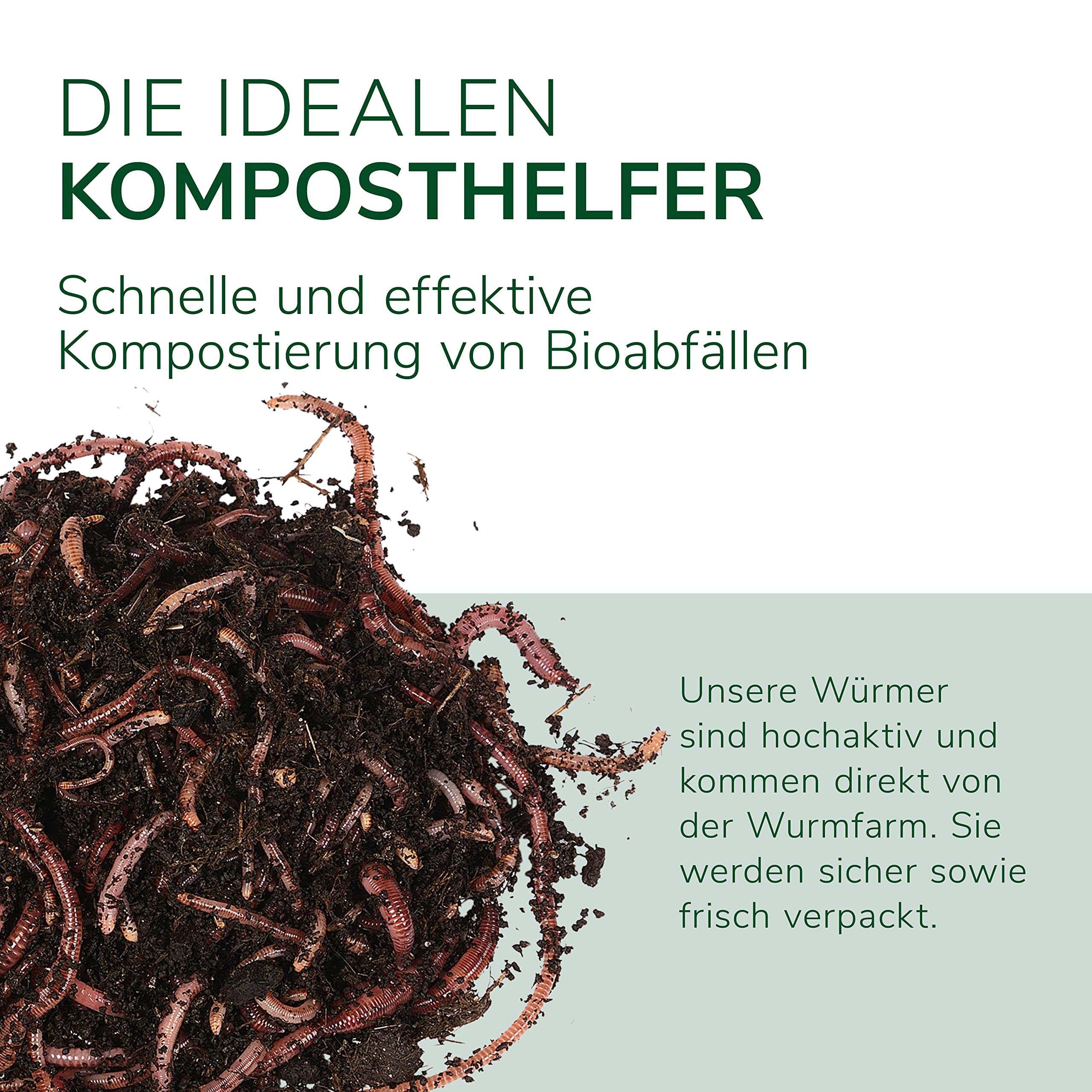 Natursache Kompostwurm-Mix 250 STK./Box + E-Book I Mit 3 Arten lebenden Kompostwürmer I Für eine schnelle & nachhaltige Kompostierung in Schnellkomposter, Thermokomposter und Wurmkomposter etc.