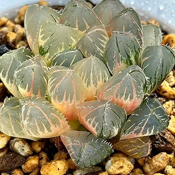 リ*ー様 多肉植物　ハオルチア　霓虹燈オブツーサ錦　鮮明錦　極上斑　超美品 リ*ー様 多肉植物 ハオルチア 霓虹燈オブツーサ錦 鮮明錦 極上斑