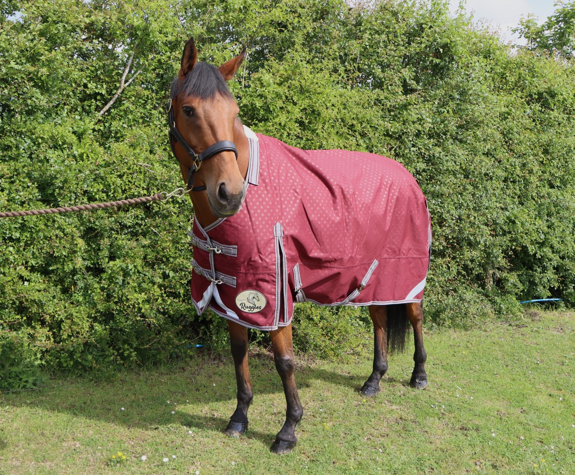 Ruggles 100g Lightweight Turnout Rug for Horse & Pony | Waterproof & Breathable | Durable 1200D Teflon Coated | Excellent Protection in Wet Windy Weather (Tawny Port, 6' 6") โ image 1