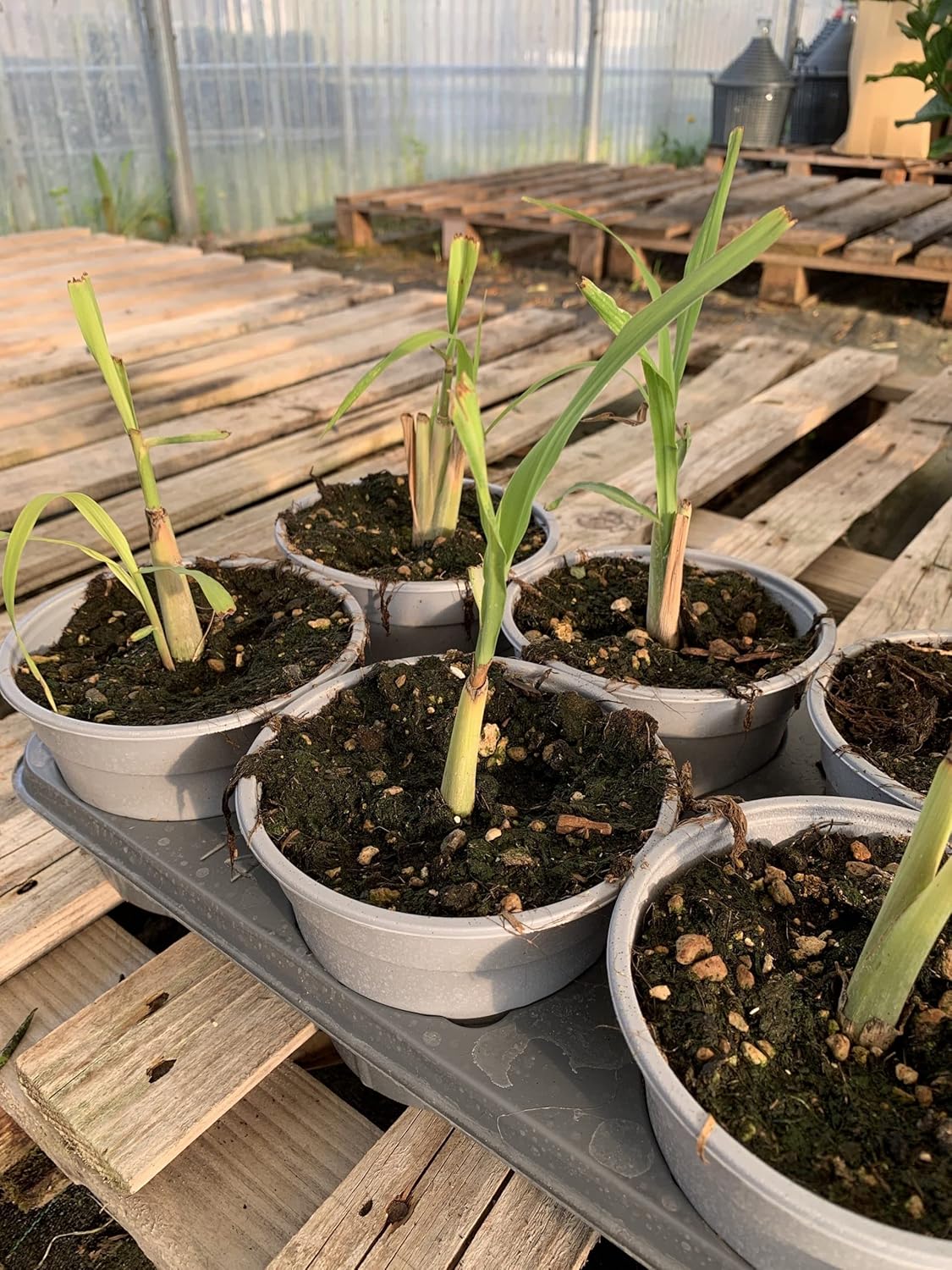 3 Live Plants (Cymbopogon Citratus) Lemongrass Rootstalk Citronella Indoor Outdoor Plant