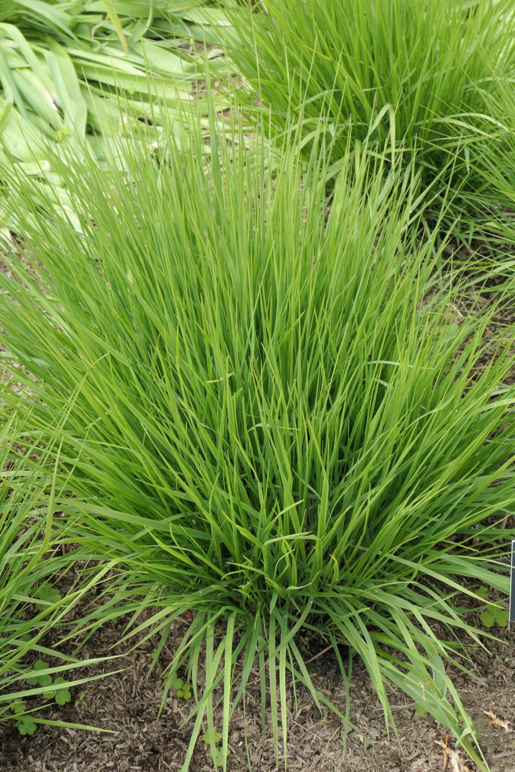 Stauden Gänge 10 x Molinia caerulea 'Heidebraut' Kleines Pfeifengras