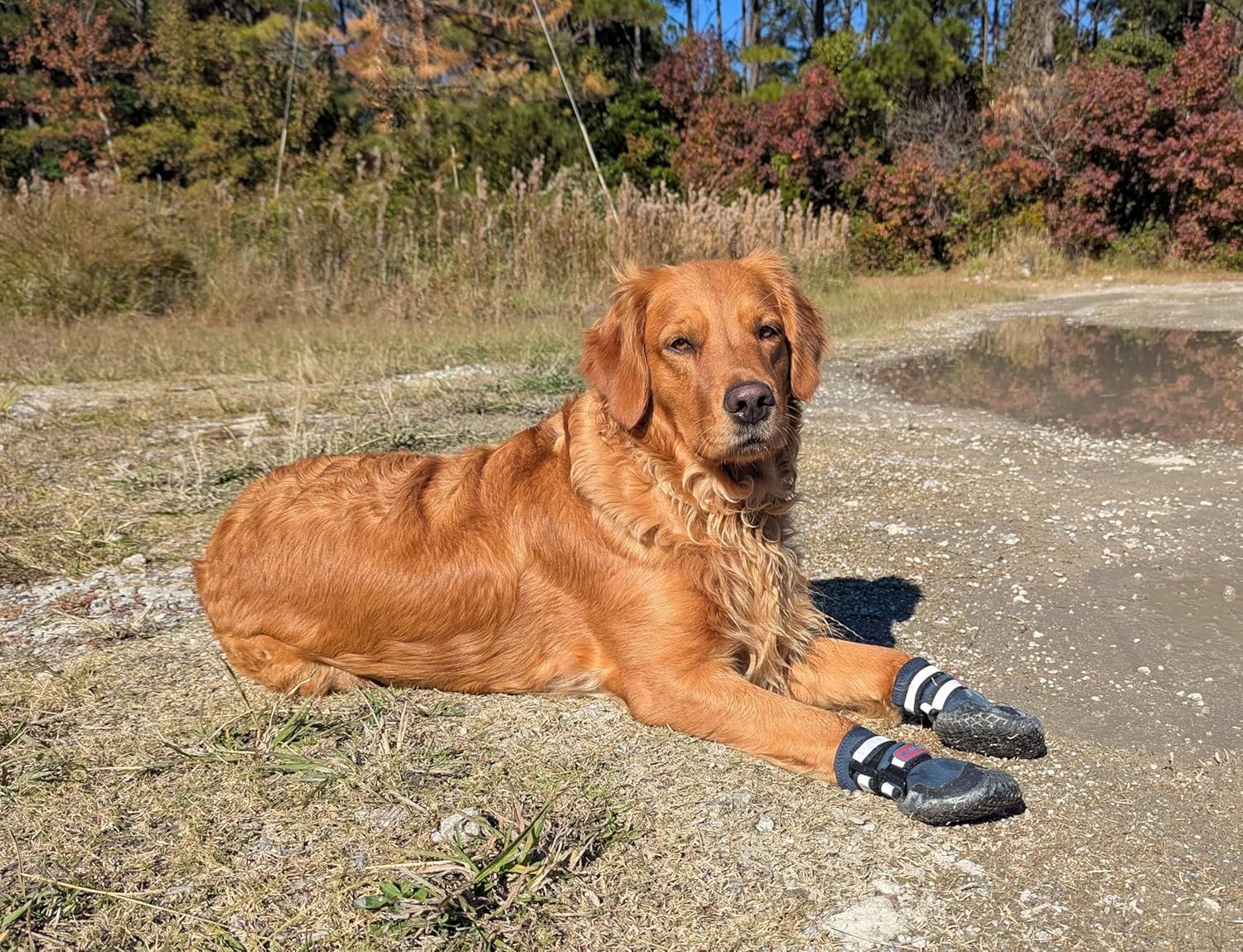 Bark Brite New All Terrain All Weather Neoprene Dog Shoe (Stone Blue, Medium)