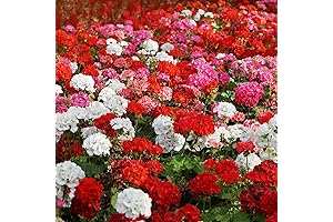 Grow a Tapestry of Blooms with Martha Washington Geraniums: Plant 100 Enchanting Seeds Today!